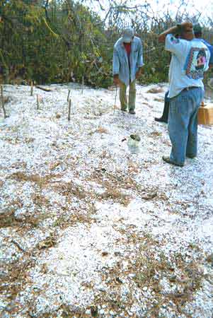 Probing for crocodile eggs
