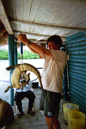 Project Principal Investigator John Thorbjarnarson weighs crocodile.