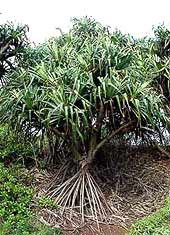 Lauhala Tree