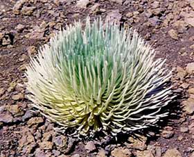 Silversword