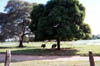 11a